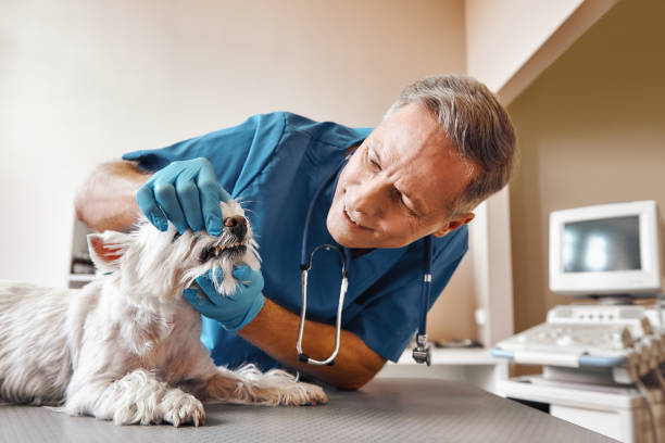 Best 24-Hour Emergency Dentist in Bayshore Gardens, FL